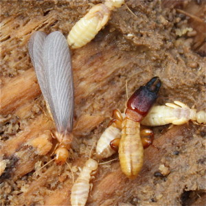 Termites are never a pretty picture