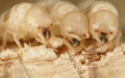 Important Information about Termite Infestation