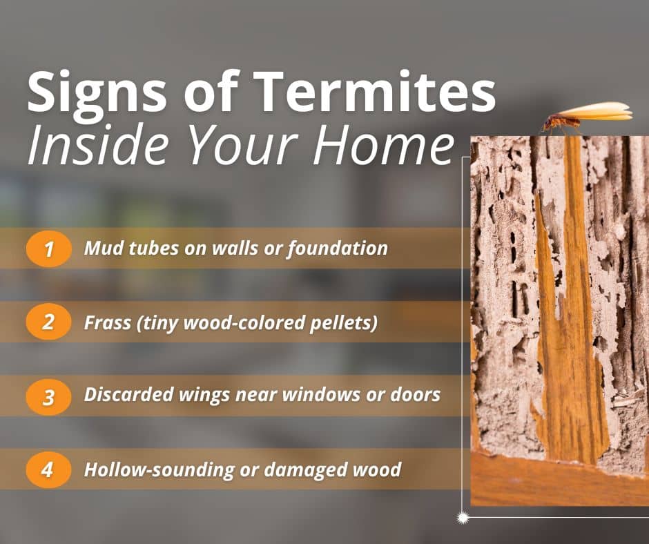 signs of termites in your home