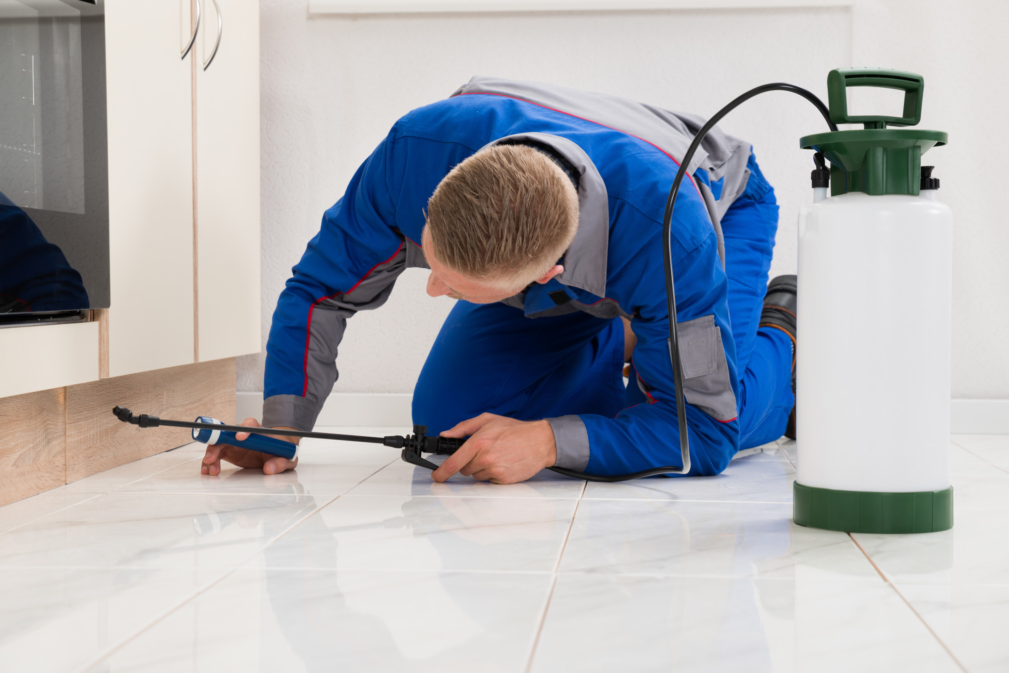 termite inspection