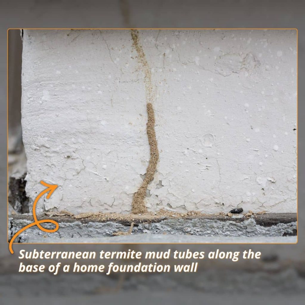 A close-up inspection photo documenting active subterranean termite mud tubes climbing up an exterior home foundation.
