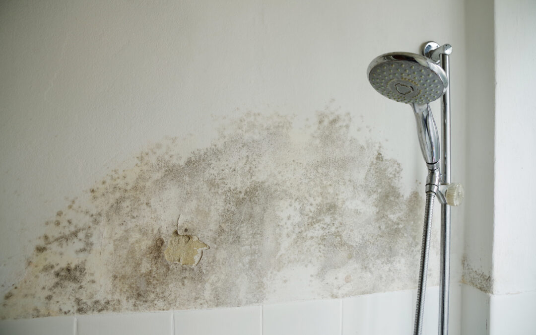 5-important-reasons-why-you-should-test-for-black-mold