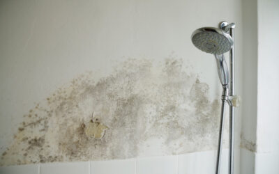 Staying Safe at Home: 5 Important Reasons Why You Should Test for Black Mold